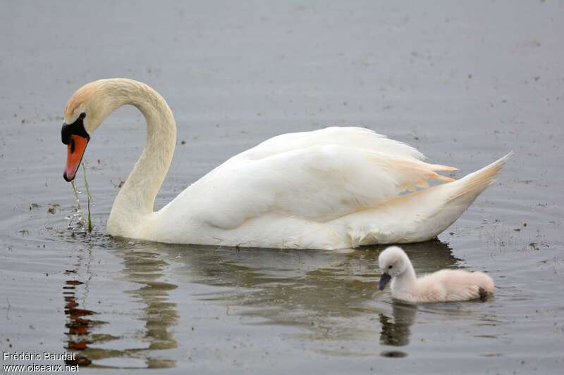 Mute Swan female adult, swimming, feeding habits, eats
