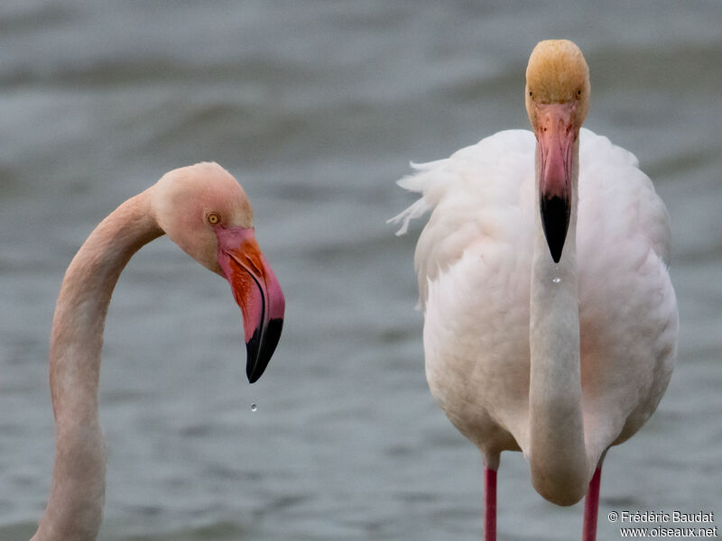 Greater Flamingo, close-up portrait