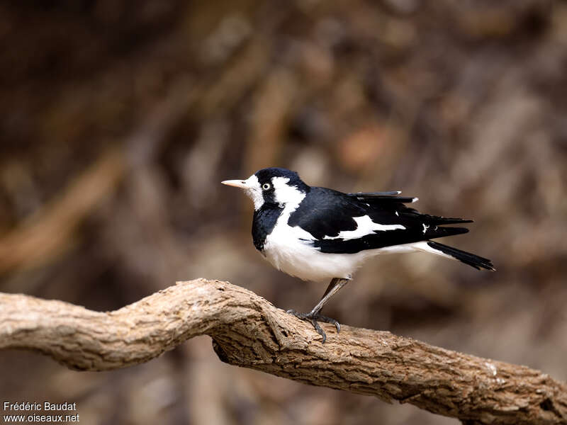 Magpie-lark female adult, habitat