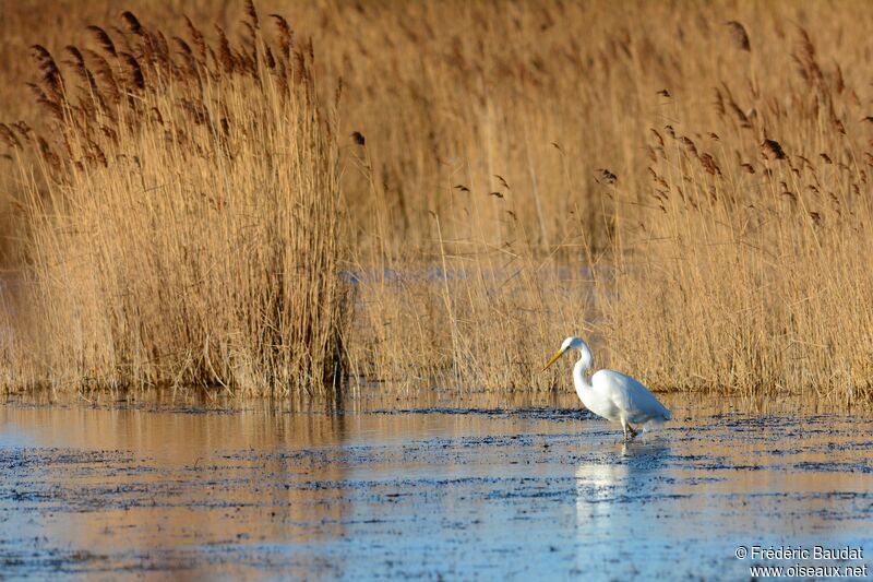 Great Egret, identification, walking, fishing/hunting