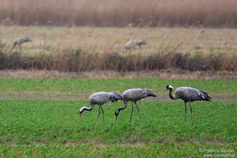 Common Crane, walking, eats