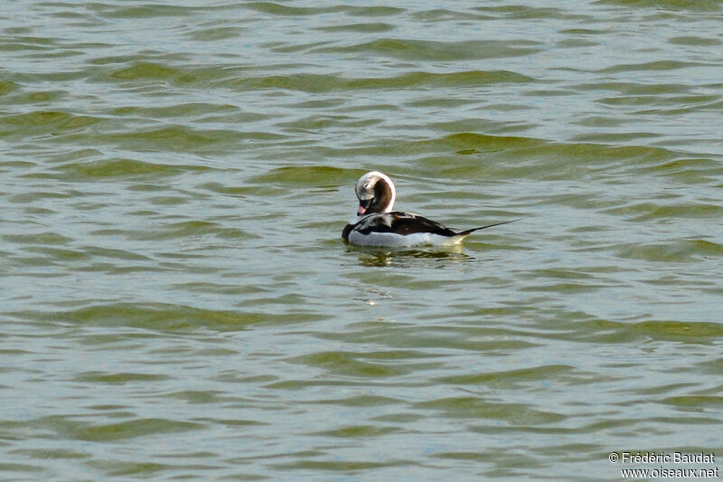 Long-tailed Duck male adult post breeding, swimming