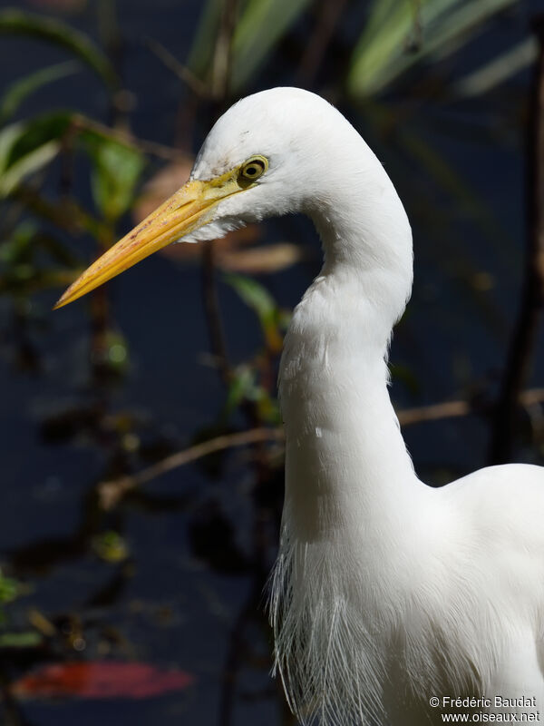 Medium Egret, close-up portrait