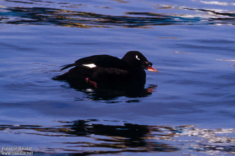 Stejneger's Scoter male adult breeding, identification, swimming