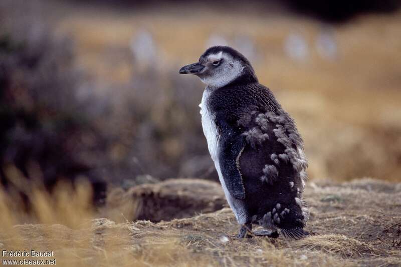 Magellanic Penguinjuvenile, identification