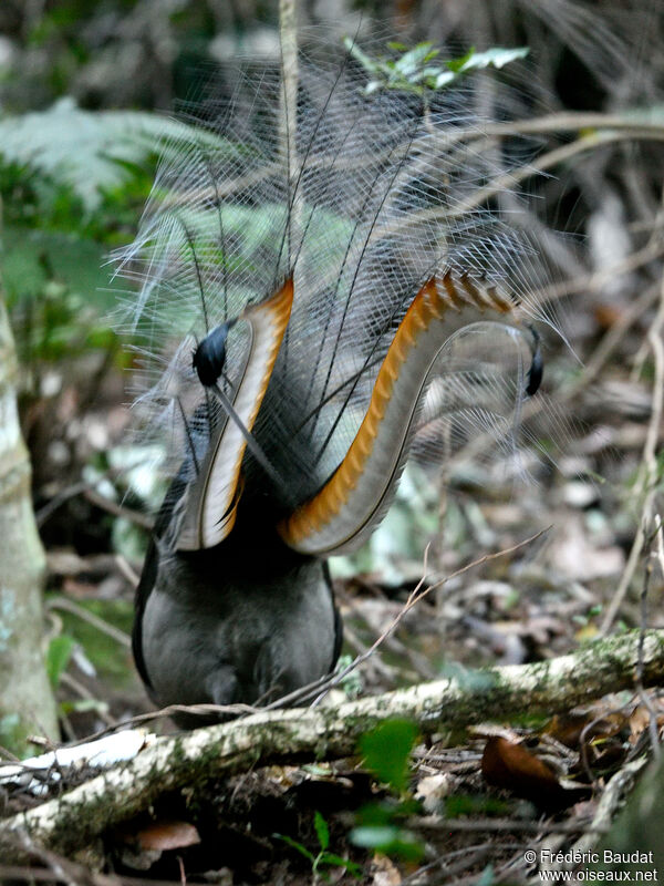 Superb Lyrebird male adult