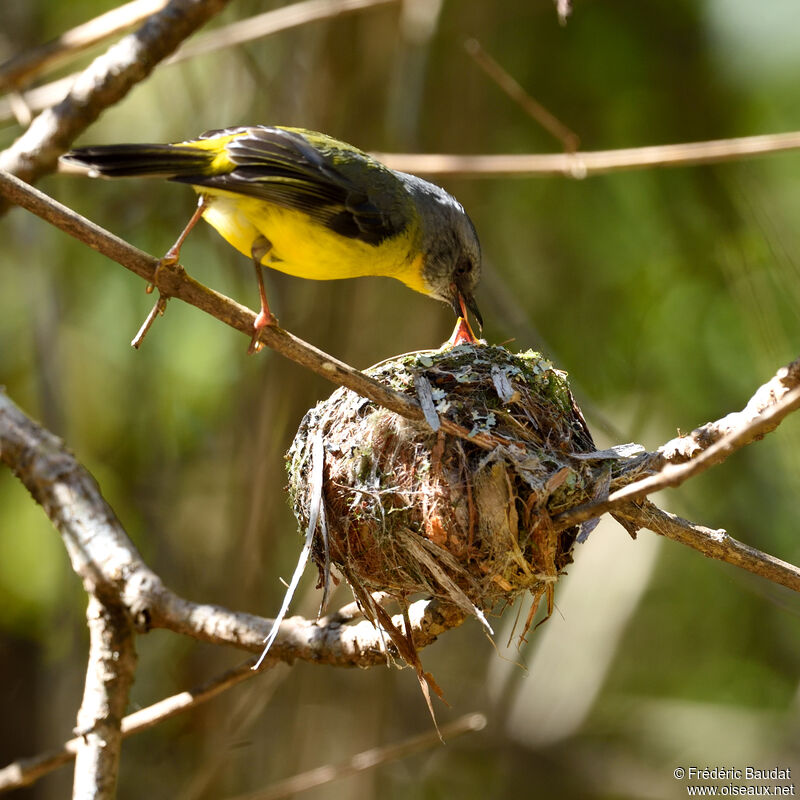 Eastern Yellow Robinadult, Reproduction-nesting