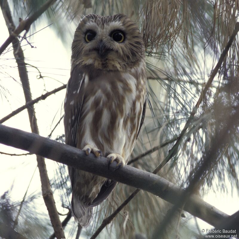 Northern Saw-whet Owl, identification