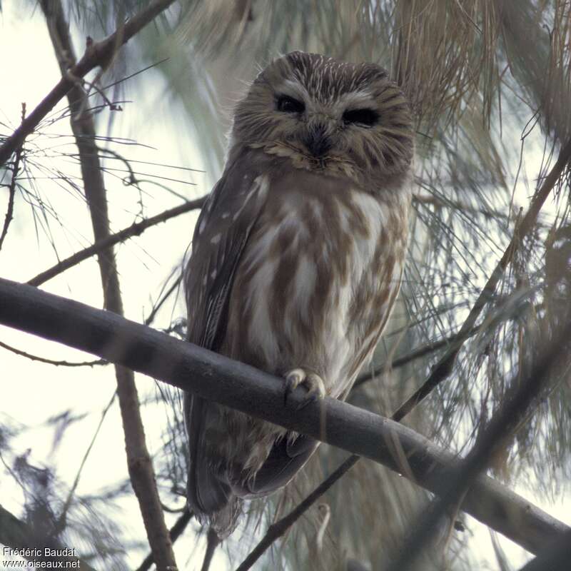 Northern Saw-whet Owl, close-up portrait