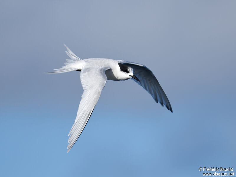 White-fronted Ternadult post breeding, Flight