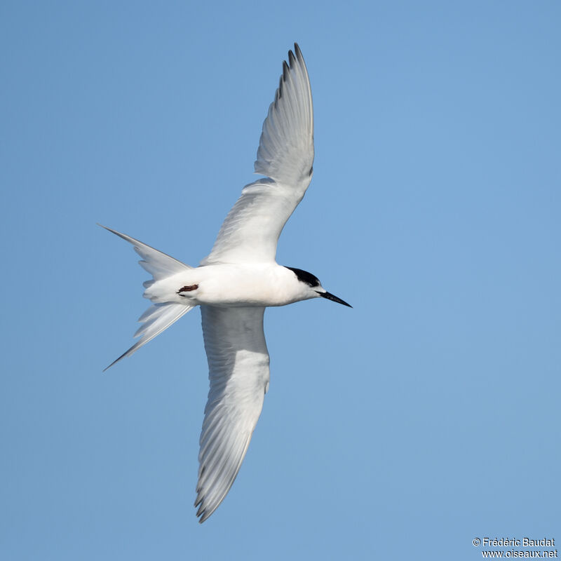White-fronted Ternadult post breeding, Flight