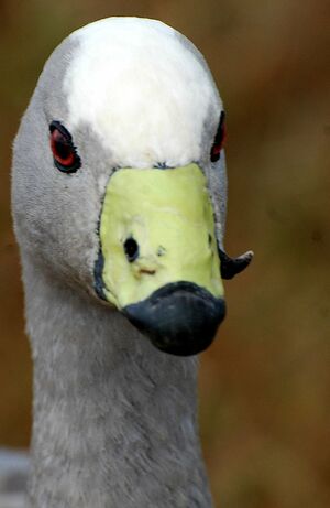 Céréopse cendré