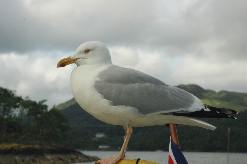 European Herring Gull male adult breeding