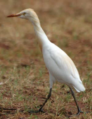 Western Cattle Egret 
&copy; Fr�d�ric Ciszek