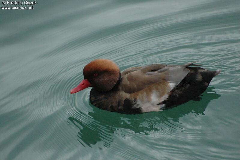 Red-crested Pochard male adult, identification, swimming