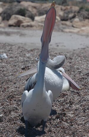 Australian Pelican