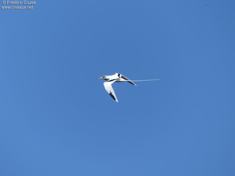 White-tailed Tropicbird, Flight