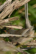 Balearic Warbler