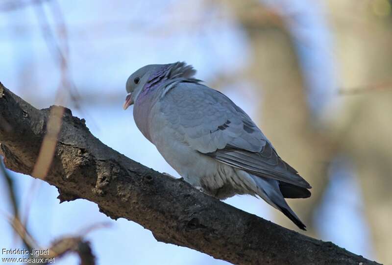 Pigeon colombin mâle, chant