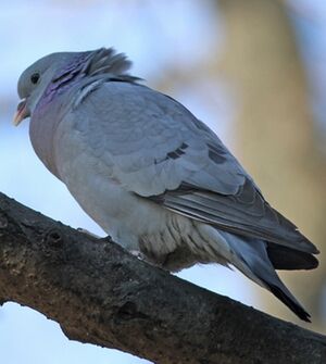 Pigeon colombin 
&copy; Fr�d�ric Jiguet