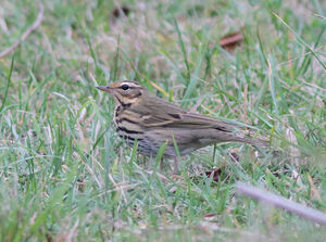 Pipit à dos olive