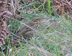 Olive-backed Pipit