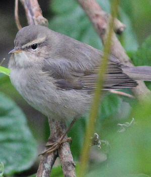 Dusky Warbler 
&copy; Fr�d�ric Jiguet
