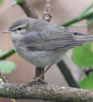 Dusky Warbler 
&copy; Fr�d�ric Jiguet