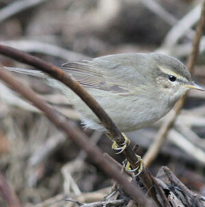 Dusky Warbler 
&copy; Fr�d�ric Jiguet