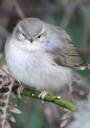 Dusky Warbler 
&copy; Fr�d�ric Jiguet
