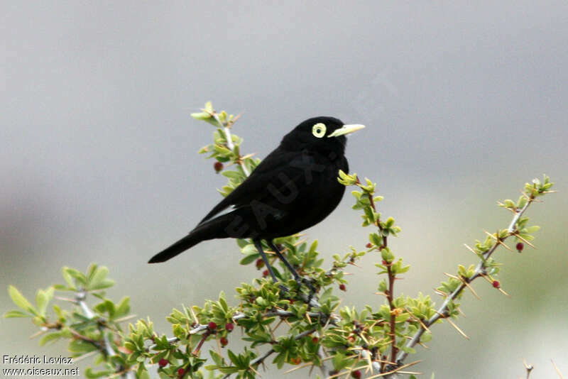 Spectacled Tyrant male adult, identification
