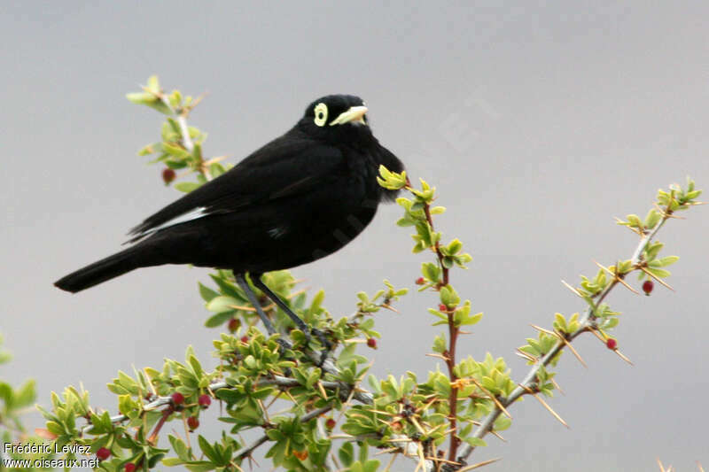 Spectacled Tyrant male adult, identification