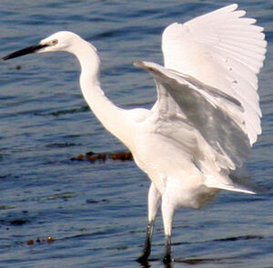 Aigrette garzette