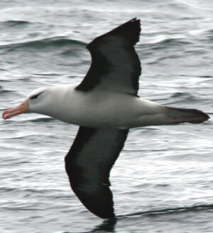 Albatros � sourcils noirs 
&copy; Fr�d�ric Leviez
