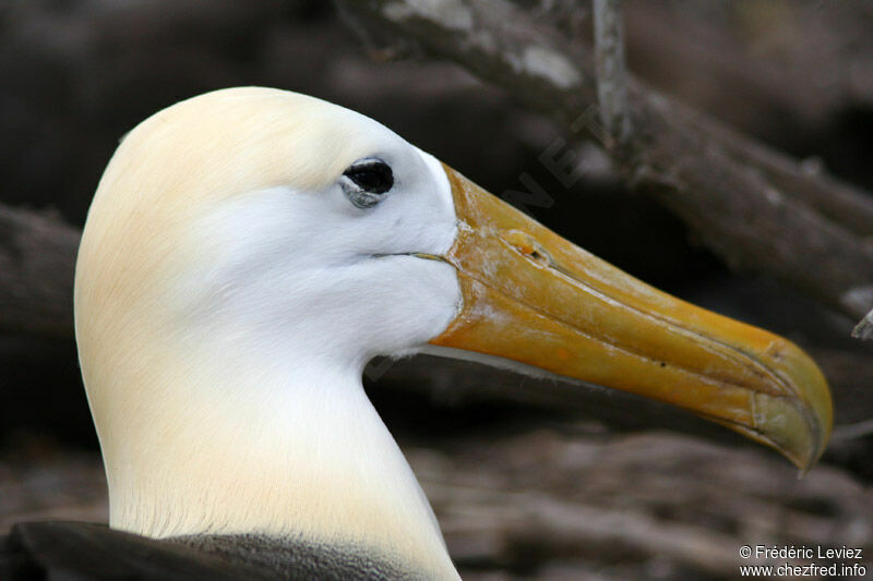 Albatros des Galapagosadulte