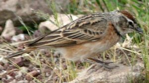 Erlanger's Lark