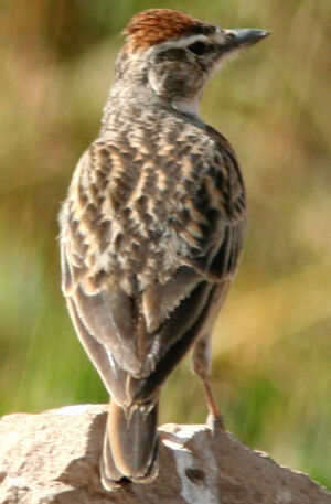 Erlanger's Lark