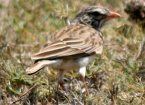 Madagascar Lark