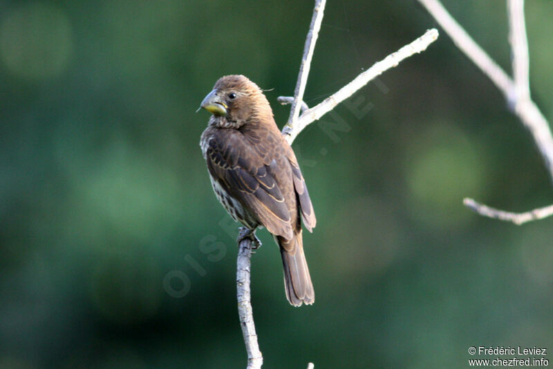 Thick-billed Weaver female adult, identification