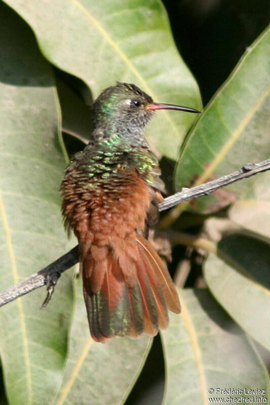 Amazilia Hummingbirdadult
