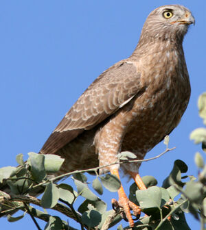 Dark Chanting Goshawk