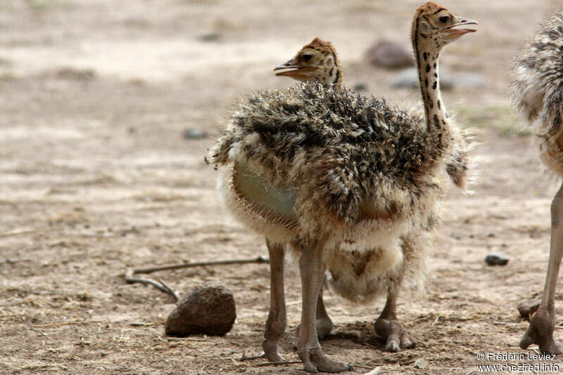 Common Ostrichjuvenile, identification, Reproduction-nesting