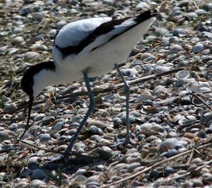 Avocette élégante