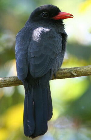 Black-fronted Nunbird