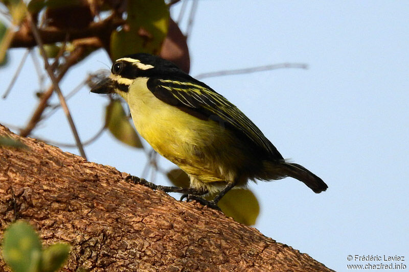 Yellow-rumped Tinkerbirdadult, identification, close-up portrait