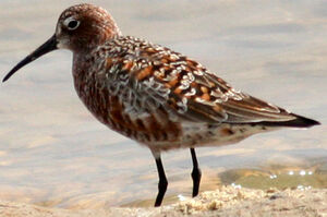 Curlew Sandpiper 
&copy; Fr�d�ric Leviez
