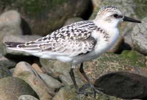 Sanderling