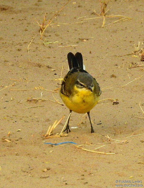 Western Yellow Wagtailadult, identification, close-up portrait