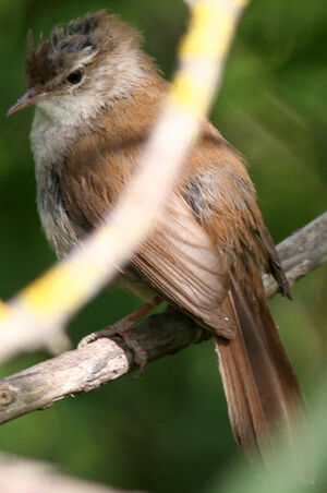Bouscarle de Cetti 
&copy; Fr�d�ric Leviez