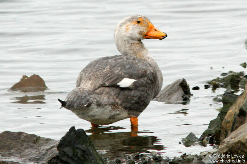Fuegian Steamer Duck male adult breeding